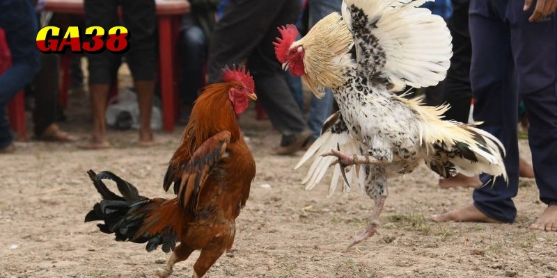 da ga peru cua dao ga38 2