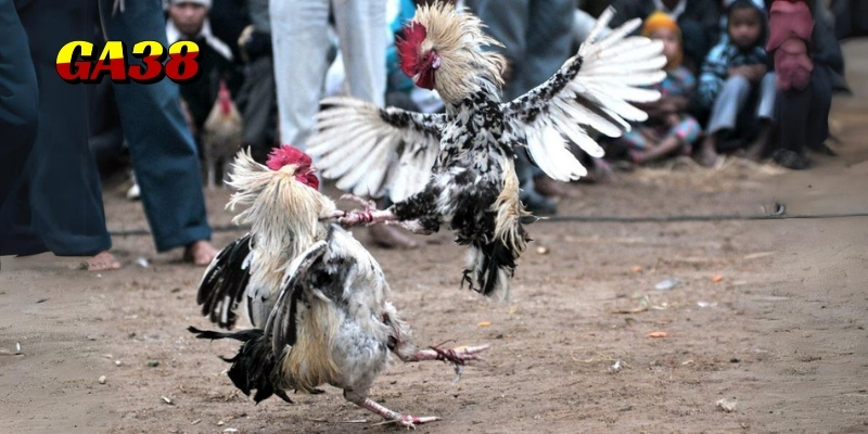 da ga peru cua dao ga38 3