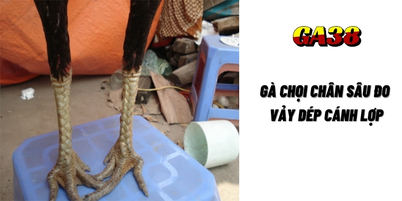 ga choi chan sau do vay dep canh lop ga38 1