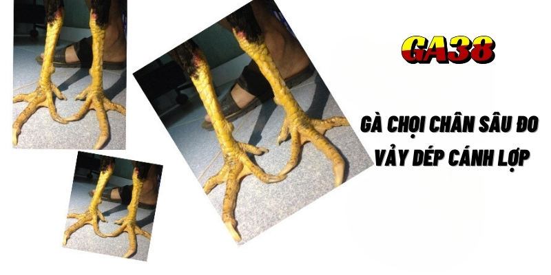 ga choi chan sau do vay dep canh lop ga38 3