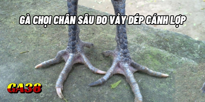 ga choi chan sau do vay dep canh lop ga38