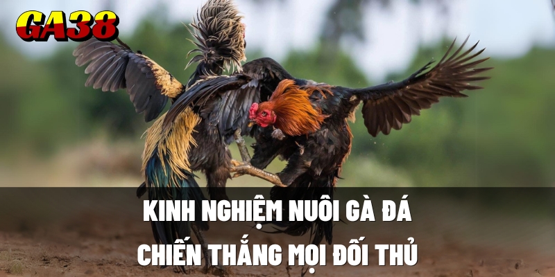 kinh nghiem nuoi ga da