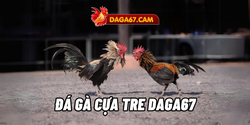 da ga cua tre daga67